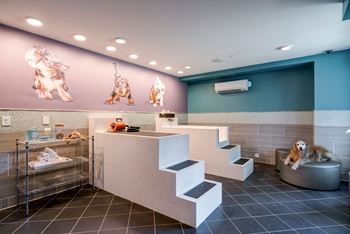 Dog care center